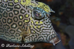 A cow fish not at all shy found in Saba by Barbara Schilling 